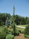 Callitropsis.green.arrow.jpg (35001 bytes)