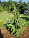 Callitropsis.nootkatensis.glauca.pendula.jpg (57112 bytes)