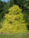 Cham.pisifera.Aurea.jpg (58436 bytes)