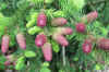 Picea.abies.Acrocona.jpg (78471 bytes)