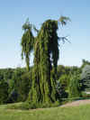 Picea.abies.Pendula.jpg (36523 bytes)