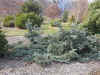 Picea.pungens.glauca.procumbens.jpg (54864 bytes)