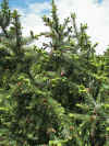Picea_bicolor.jpg (188916 bytes)