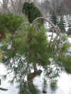 Pin.densifl.Pendula.jpg (72662 bytes)
