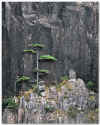 Pinus.hwangshanensis.jpg (60090 bytes)