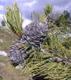 Pinus_cembra.jpg (37172 bytes)