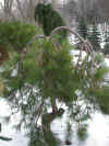 Pinus_densiflora.jpg (72662 bytes)