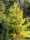 Pinus sylvestris 'Gold Coin'.jpg (250482 bytes)