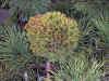 Pinus_uncinata_Nova.jpg (73244 bytes)
