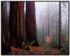 Redwood.jpg (61119 bytes)